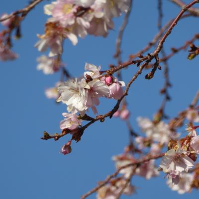 10月桜