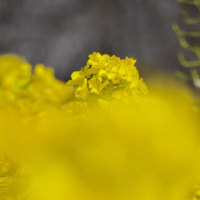 菜の花