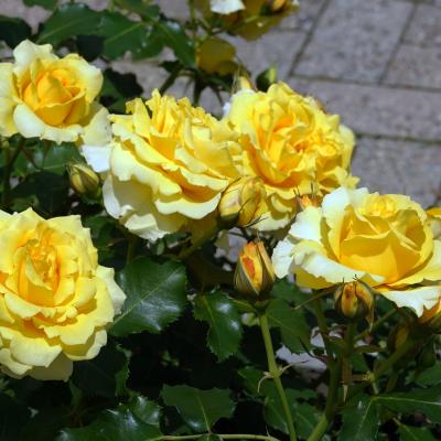 バラ(コールト・ハニー)