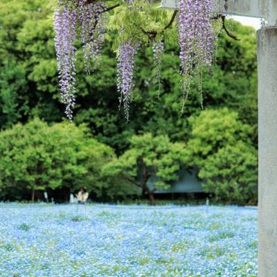 フジとネモフィラ