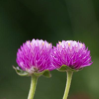 センニチコウ