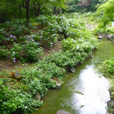 紫陽花