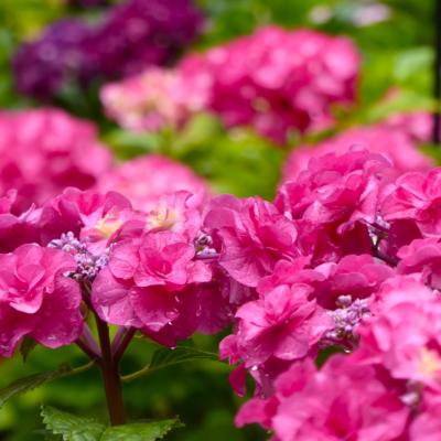 紫陽花