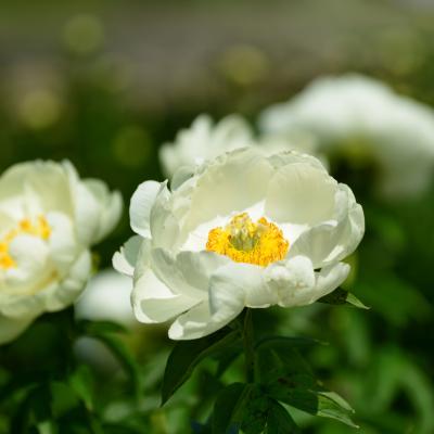 芍薬