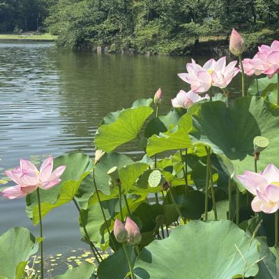 はす