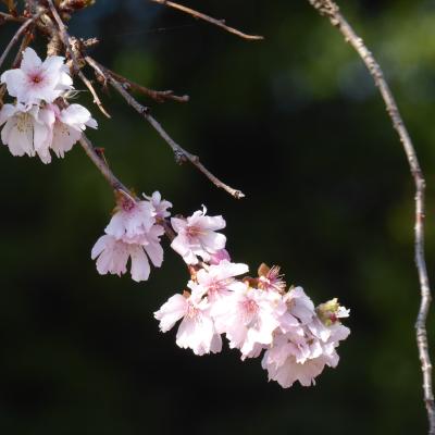 10月桜