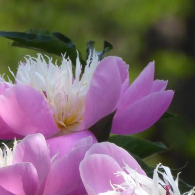 芍薬