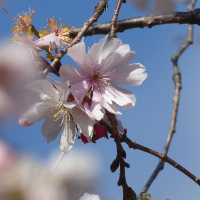 10月桜