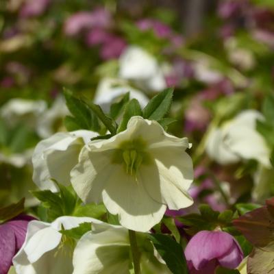 クリスマスローズ