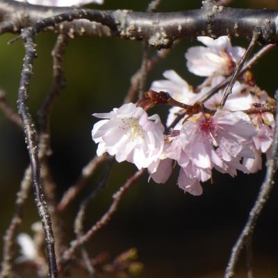 10月桜