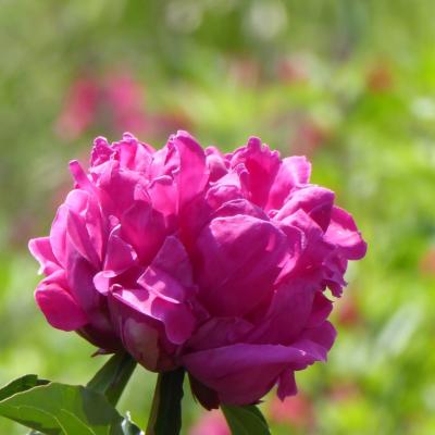 芍薬
