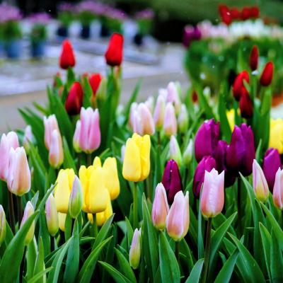 アイスチューリップ