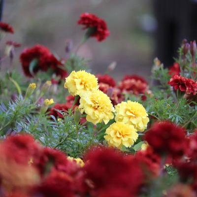 マリーゴールド