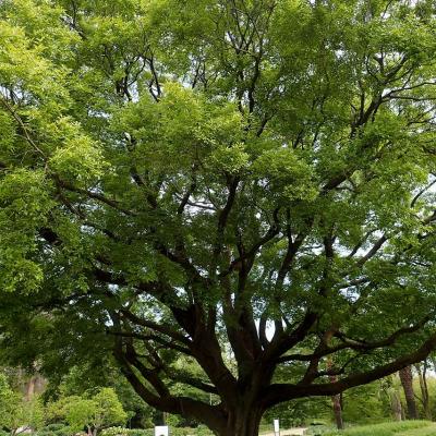 新緑が爽やか
