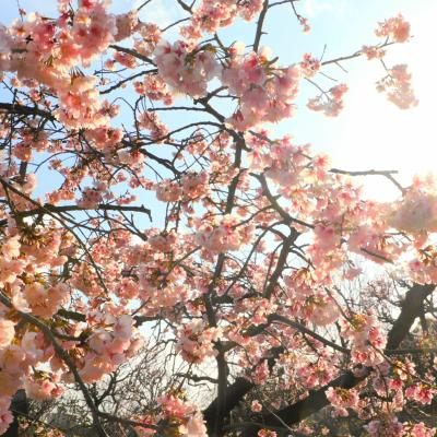 オオカンザクラ