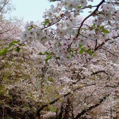 桜が満開のつつじ山