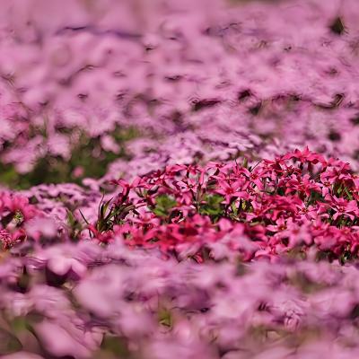 シバザクラ