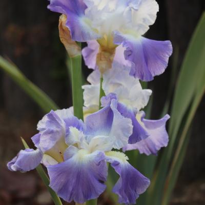 ジャーマンアイリス