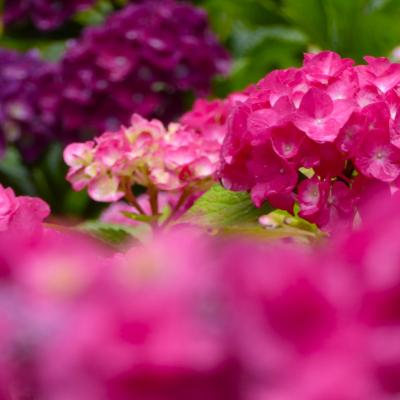 紫陽花