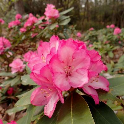 見頃になった早咲きの石楠花