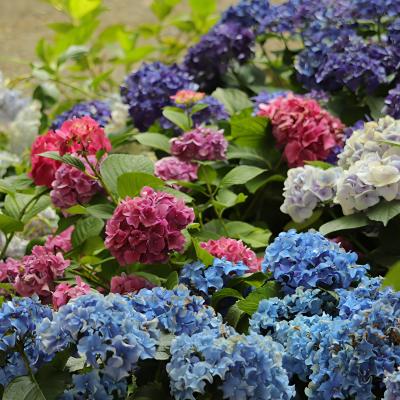 紫陽花
