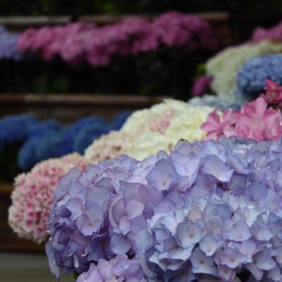 紫陽花