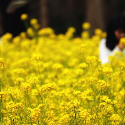 菜の花
