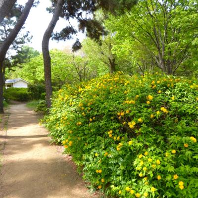ヤマブキ