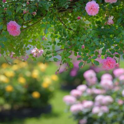 薔薇