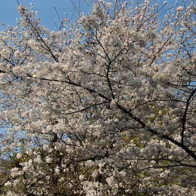 ソメイヨシノ
