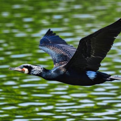 lカワウ