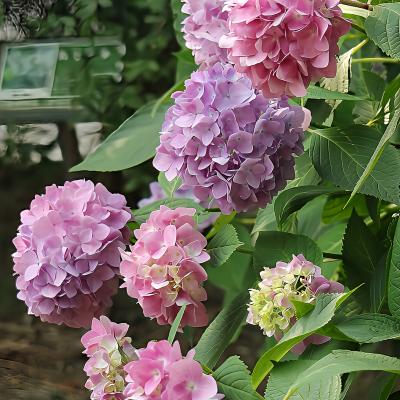紫陽花