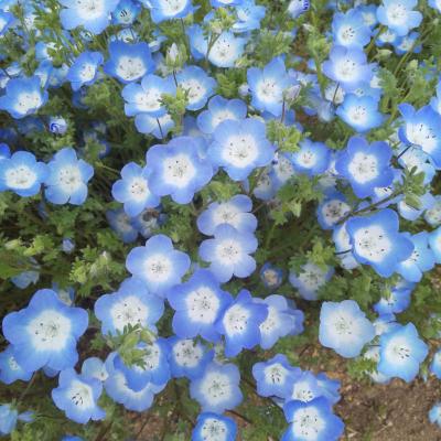 大好きな花