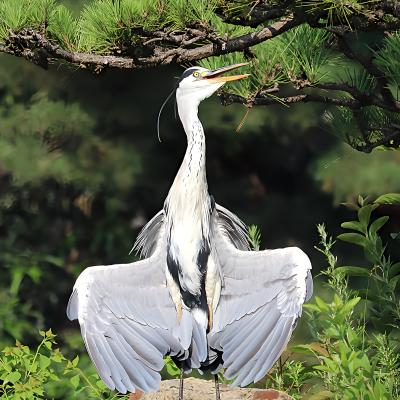 アオサギ