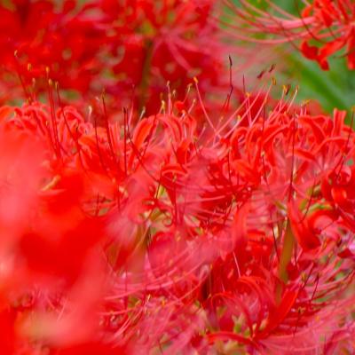 彼岸花