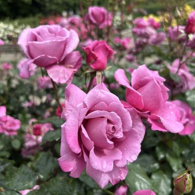 朝露に濡れる薔薇