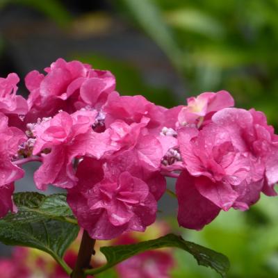 紫陽花