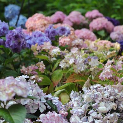 紫陽花