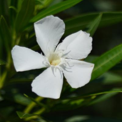 白い花