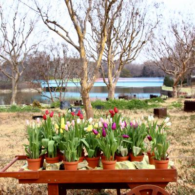 アイスチューリップ