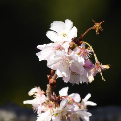 10月桜