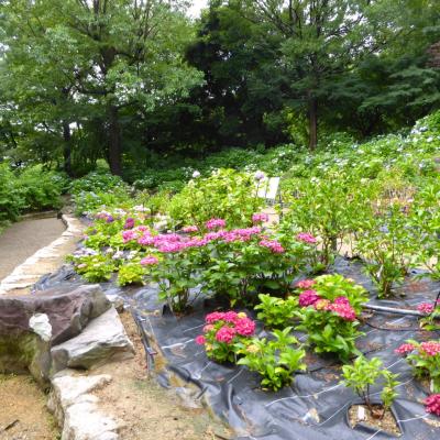 紫陽花