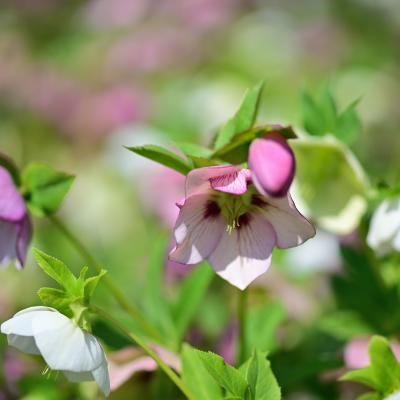 クリスマスローズ