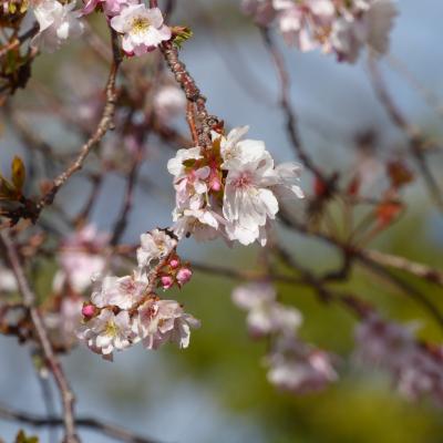 10月桜