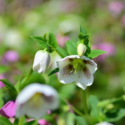 クリスマスローズ