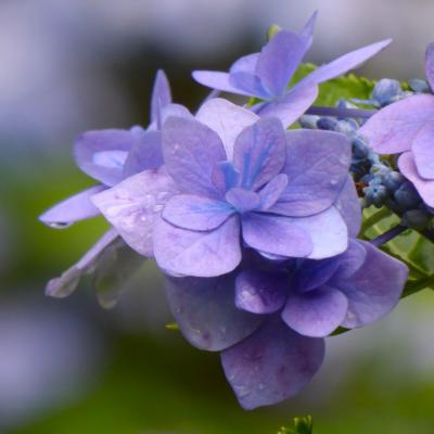 紫陽花