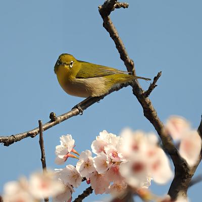オオカンザクラとメジロ