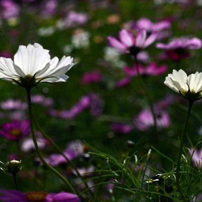 コスモス