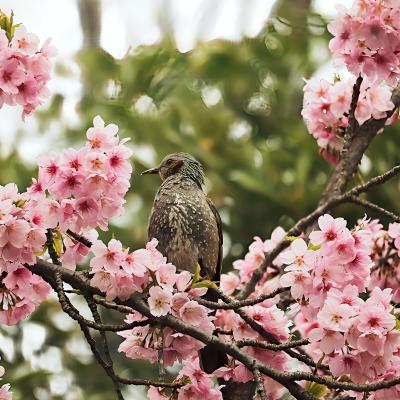 ソメイヨシノ