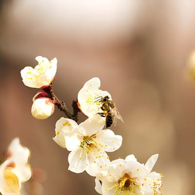 雪月花